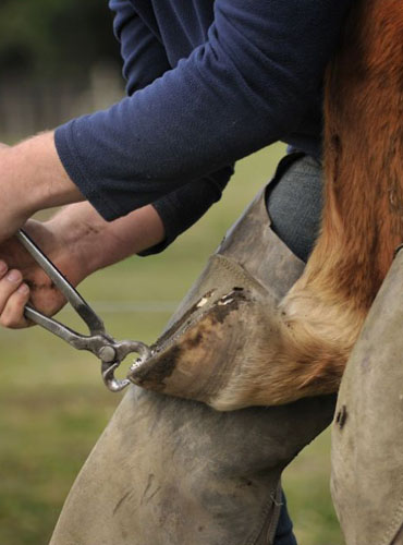 Farrier Tools